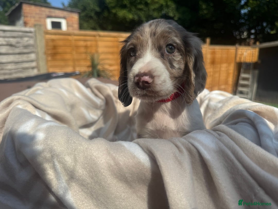 Cocker Spaniel dogs for sale: Beautiful Cocker Spaniel Puppies - Image 1
