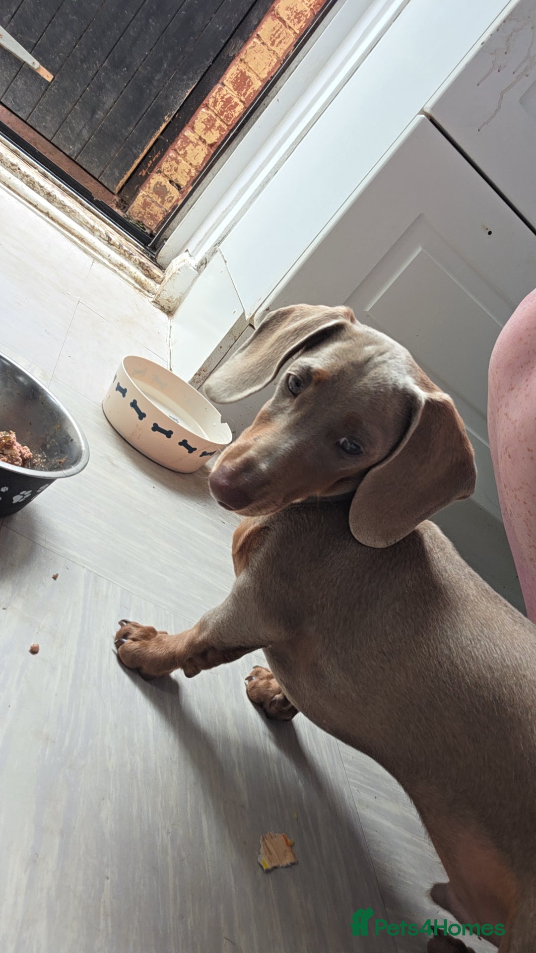 Miniature Dachshund dogs for sale: Clyde the Isabella male  - Advert 9