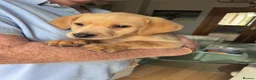 Labrador Retriever dogs for sale: Golden Labrador Puppies - Advert 8
