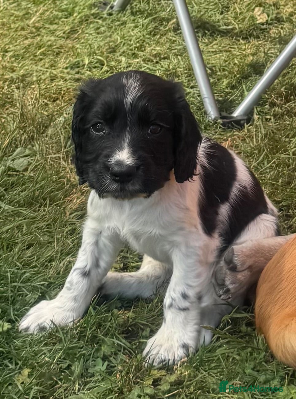 Cocker Spaniel dogs Beautiful litter of cocker spaniel puppies - Advert 2