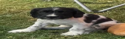 Cocker Spaniel dogs for sale: Beautiful litter of cocker spaniel puppies - Advert 15