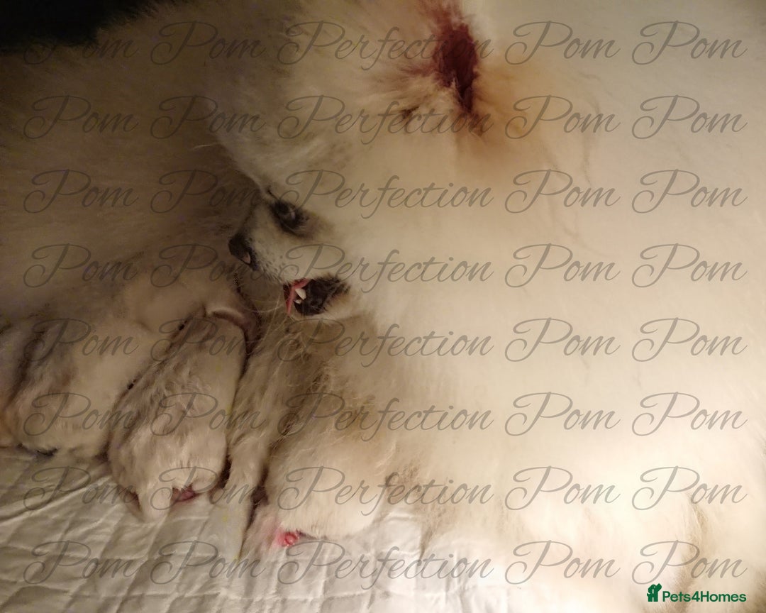 Pomeranian dogs for sale: Gorgeous Teddy bear Pomeranian puppies  - Image 10