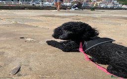 Miniature Poodle dogs for sale: Beautiful Miniature/Toy poodles  - Image 2