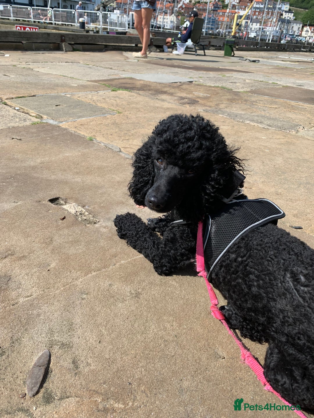 Miniature Poodle dogs for sale: Beautiful Miniature/Toy poodles  - Image 2