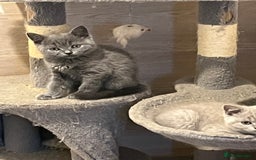 British Shorthair cats for sale: Gorgeous Pure British Shorthaired Kittens  - Image 9