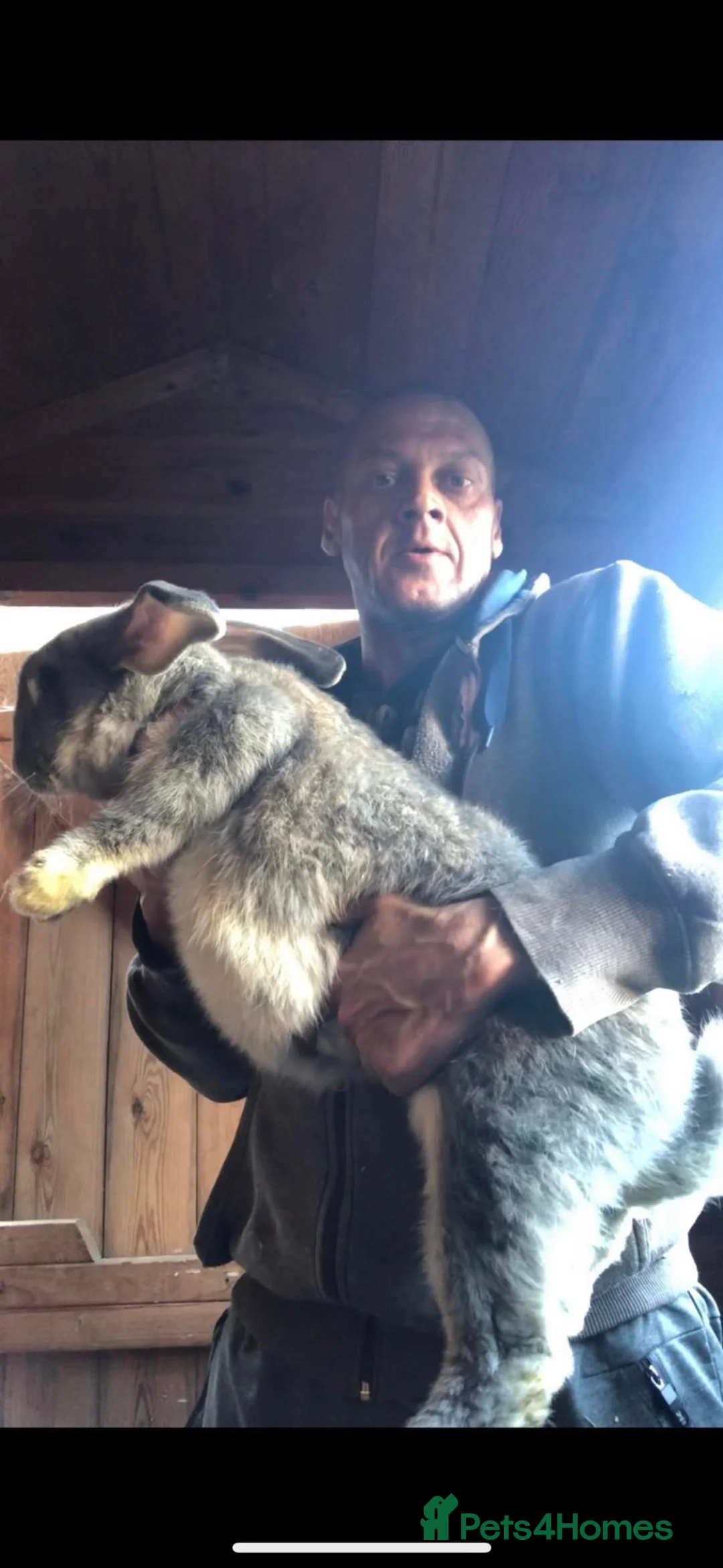 Continental Giant rabbits for sale: Continental giants  - Advert 1