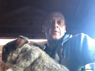 Continental Giant rabbits Continental giants - Advert 17