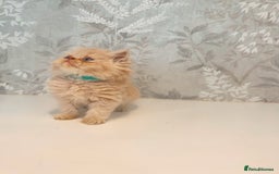 Persian cats for sale: Persian kittens 2 gorgeous boys  - Image 13
