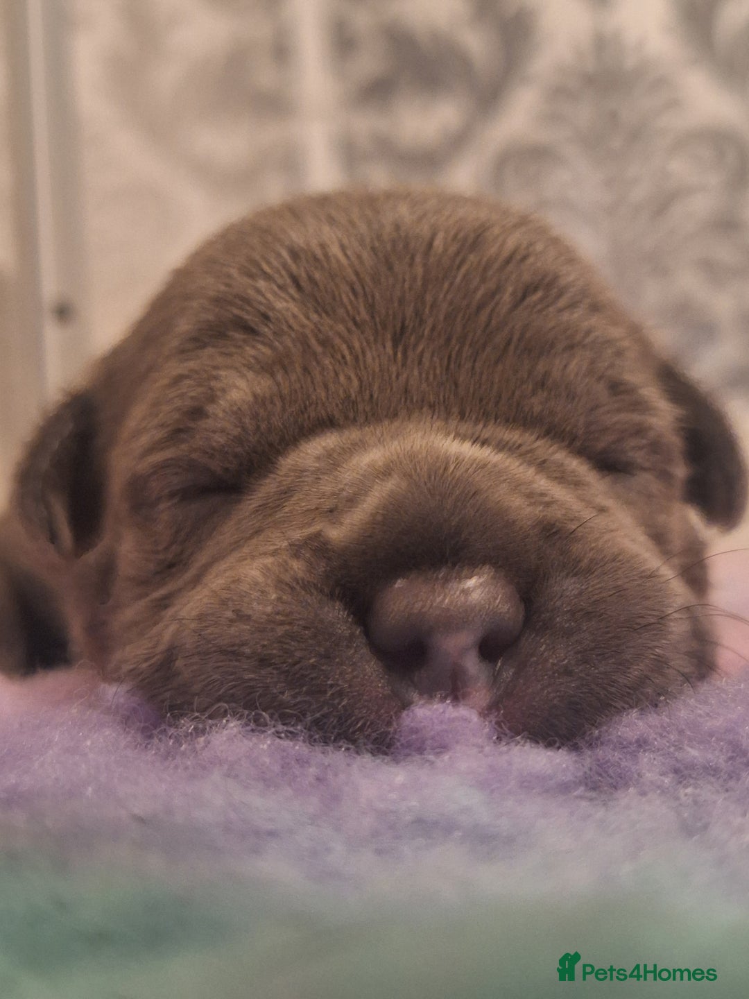 Staffordshire Bull Terrier dogs for sale: Blue Staffordshire Bull Terrier Puppies - Image 4