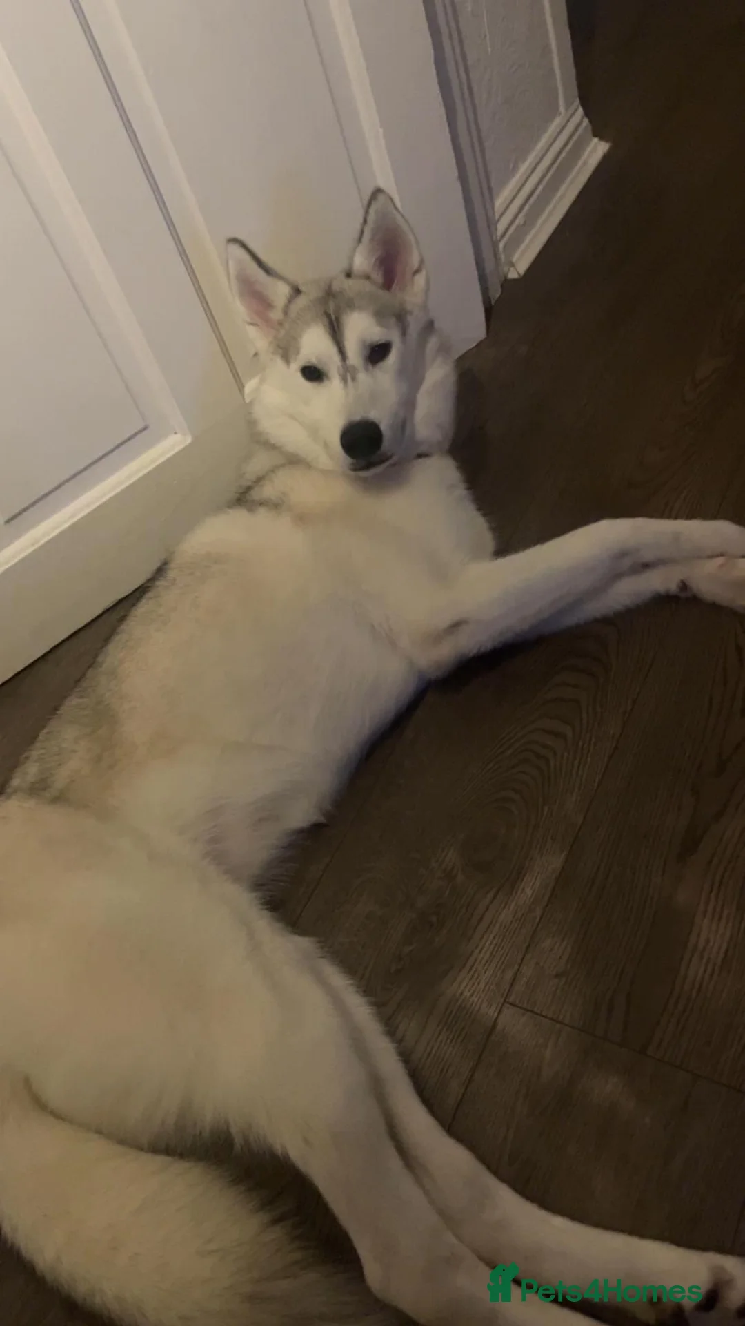 Siberian Husky dogs for sale: 2yr old female Siberian husky - Advert 8
