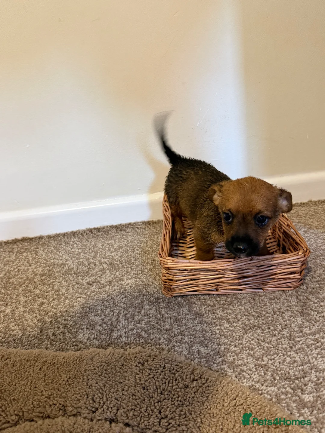 Norfolk Terrier dogs for sale: Puppys in Wymondham - Advert 1