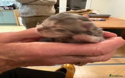 Maine Coon cats for sale: Maine Coon cuties - Advert 20