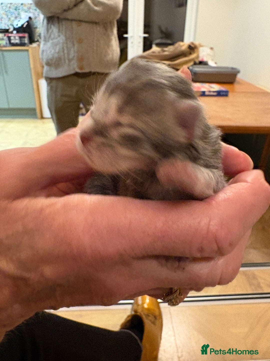 Maine Coon cats for sale: Maine Coon cuties - Advert 20