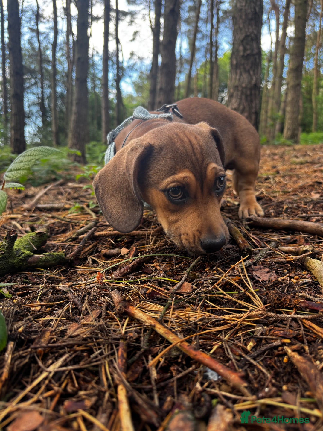 Mixed Breed dogs for sale: Dachshund  - Image 9
