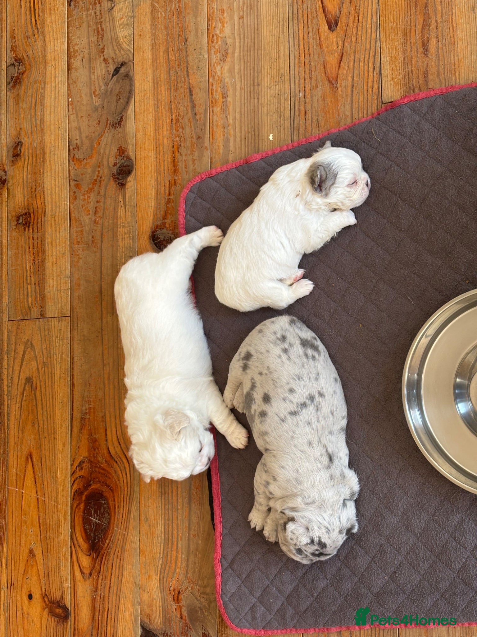 French Bulldog dogs for sale: Unique puppies  - Advert 2