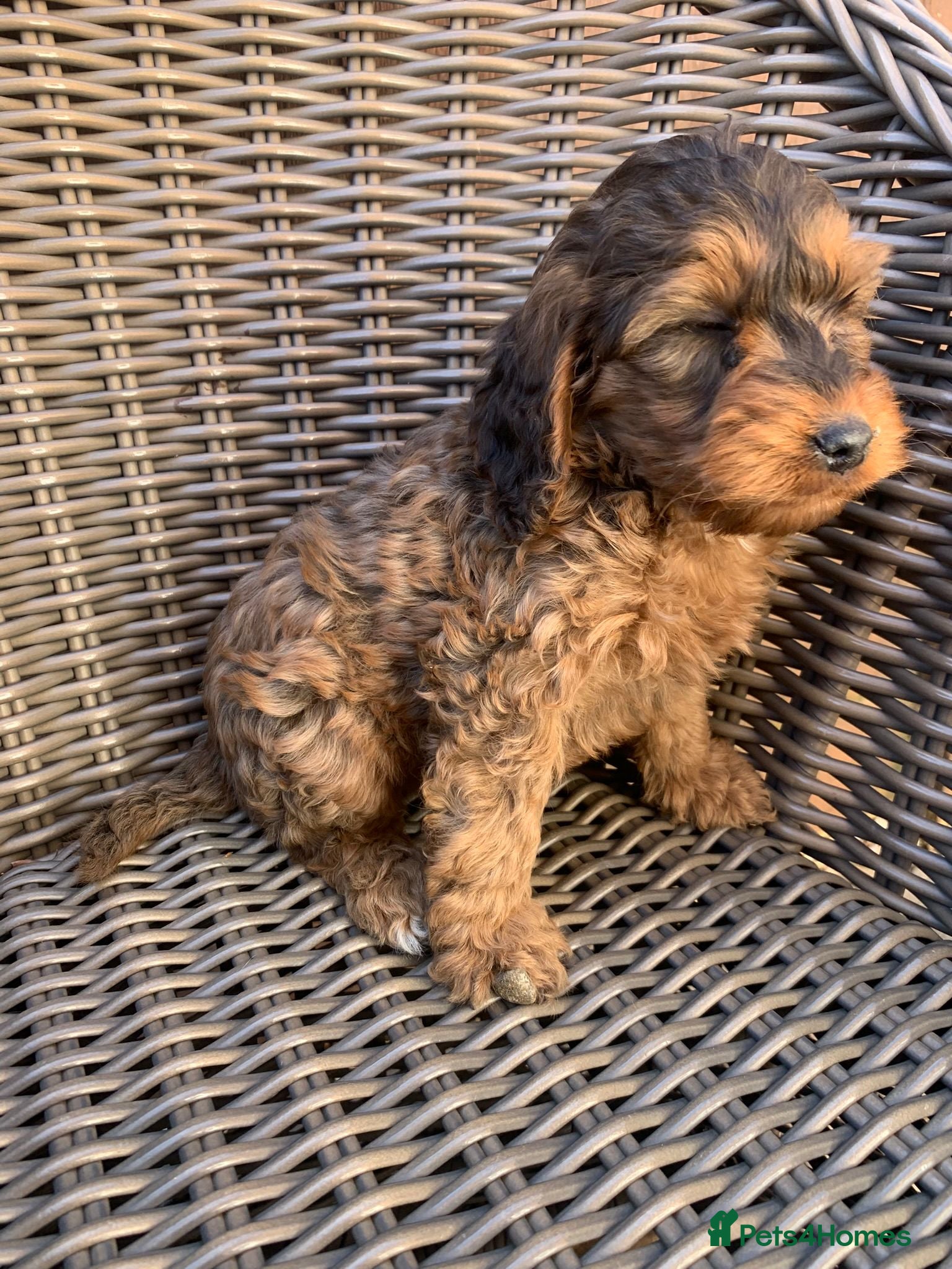 Cockapoo dogs Beautiful Merle chocolate cockapoos - Advert 2