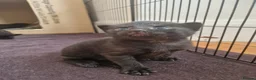 Mixed Breed cats for sale: Russian Blue & Bengal Cross kittens - Advert 19