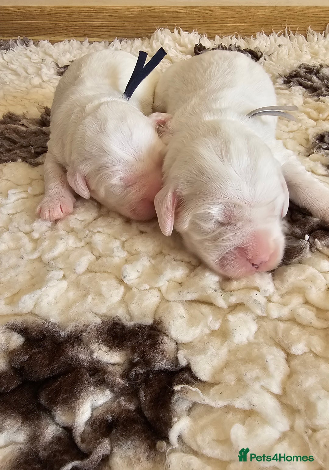 Australian Labradoodle dogs for sale: STUNNING FULLY HEALTH TESTED PUPPIES 🌟🐾 - Image 18