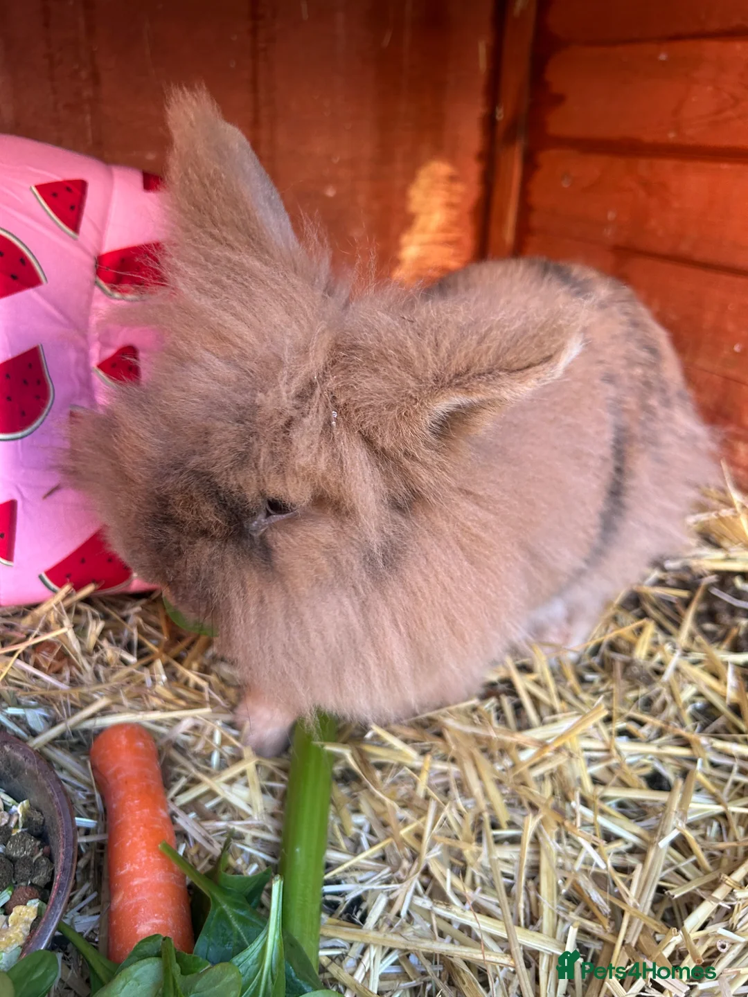 Mini Lion Lop rabbits for sale: Mini lion lop  - Advert 2