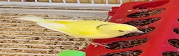 Canaries birds for sale: Beautiful canaries - Advert 7