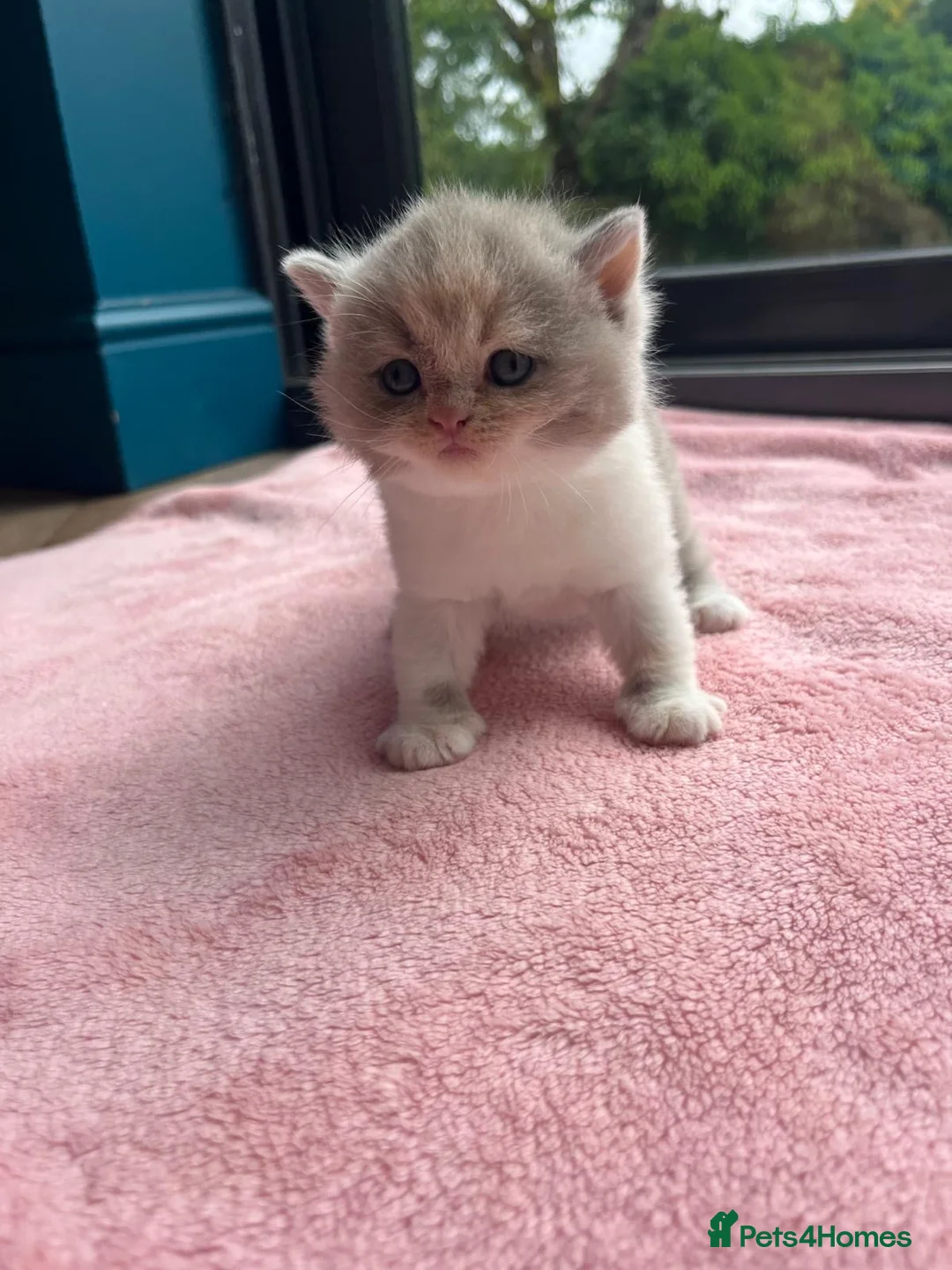 British Shorthair cats for sale: Incredible BSH Little OMG🐾💖 GCCF £1250 in Leeds - Advert 1