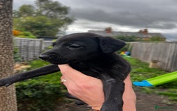 Bedlington Terrier dogs for sale: Bedlington Whippet Puppies - Image 3