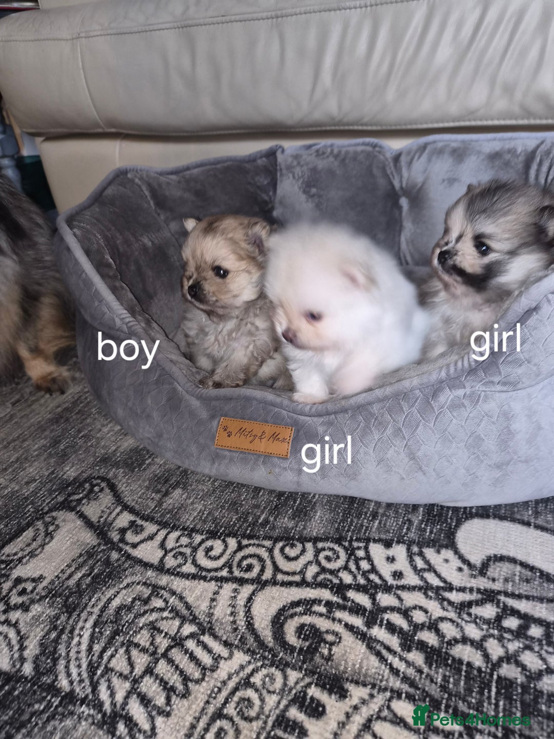Pomeranian dogs for sale: Goergeos Pomeranian Puppy's💙❤️ - Advert 8