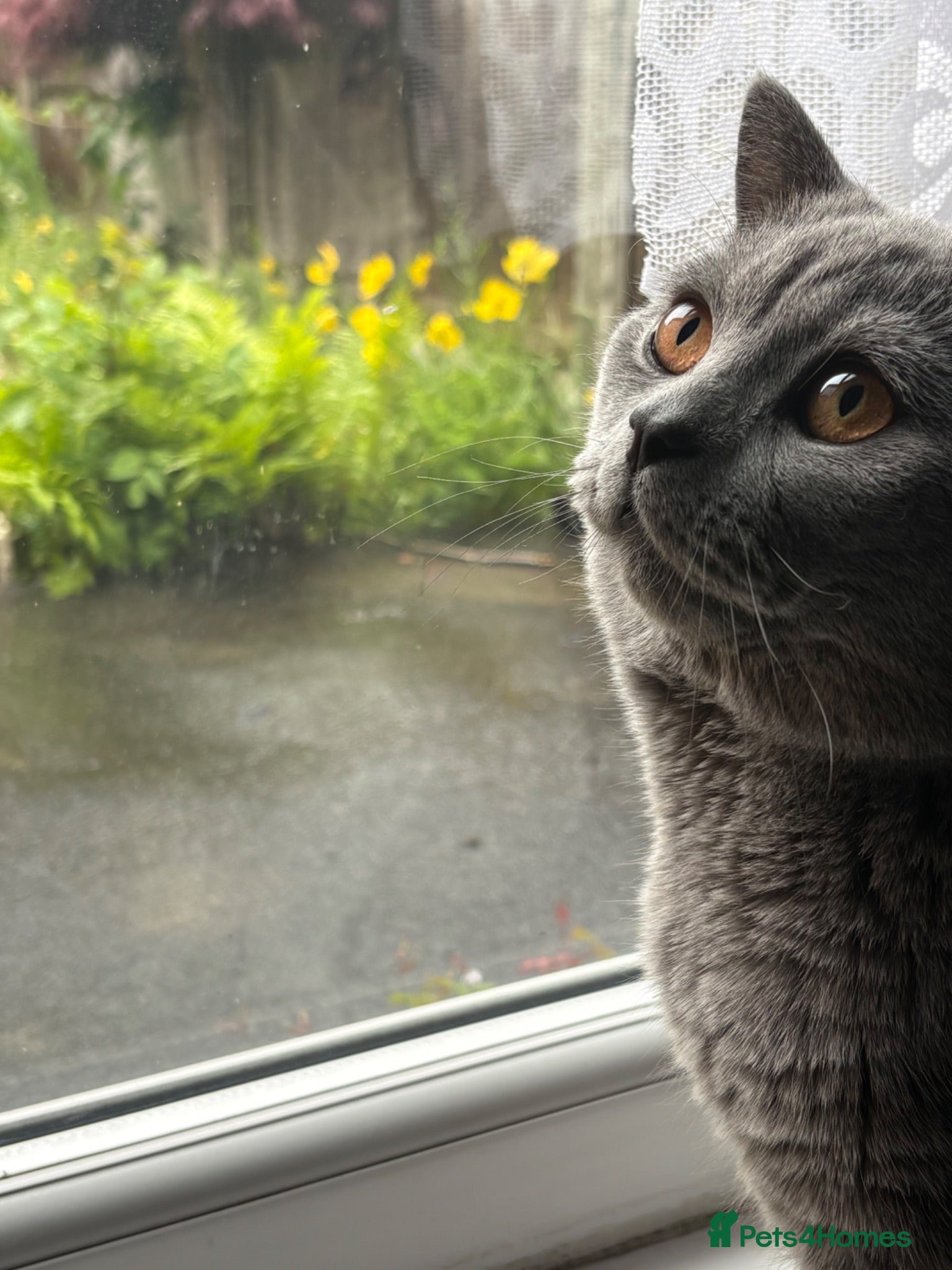 British Shorthair cats British shorthair cat for sale  - Advert 1