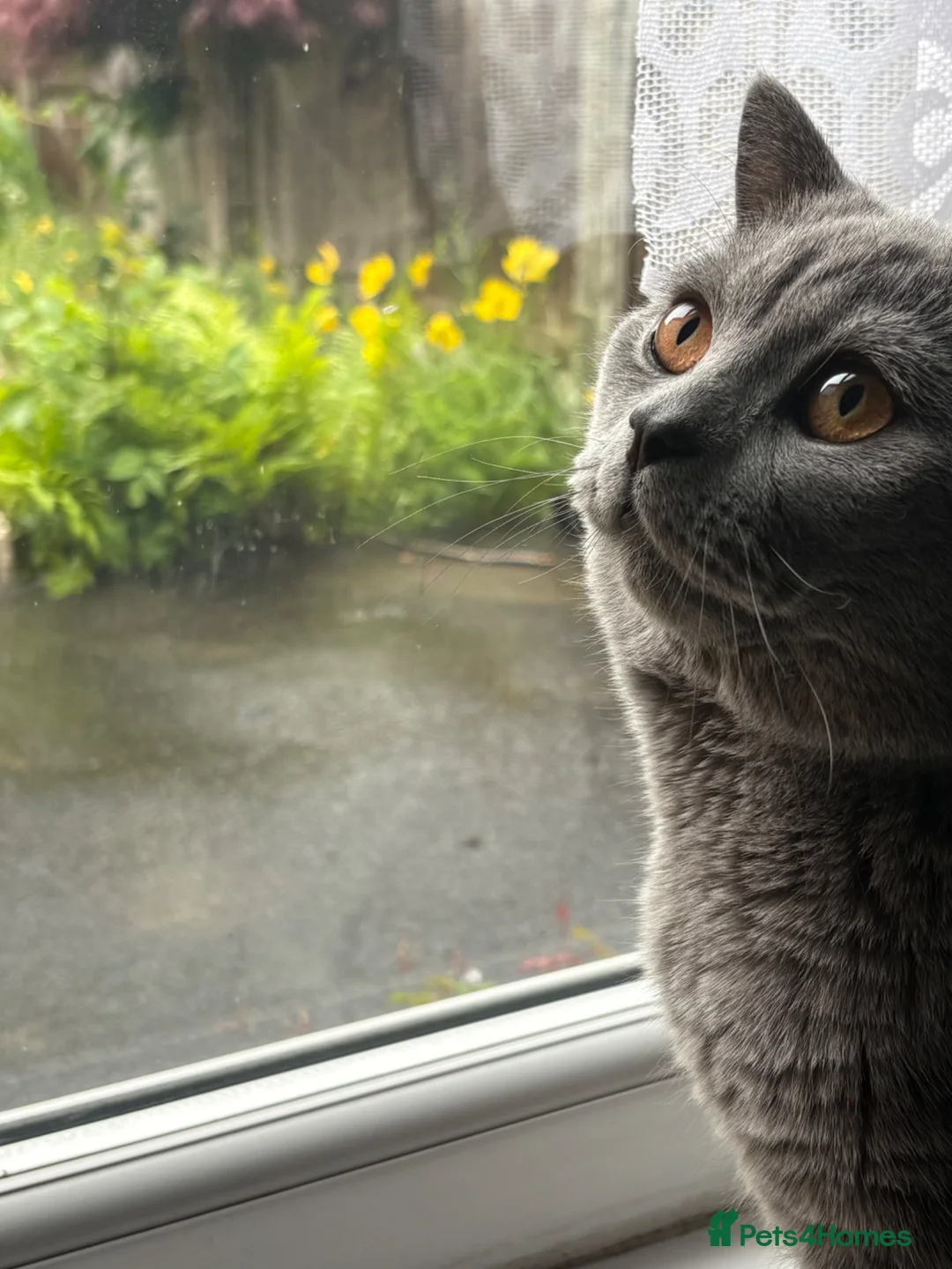 British Shorthair cats for sale: British shorthair cat for sale  - Advert 1