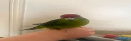 Parakeets birds for sale: Very tame parakeet in Sheffield - Advert 5