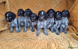 German Wirehaired Pointer dogs for sale: Quality German wirehaired pointer pups. - Image 4