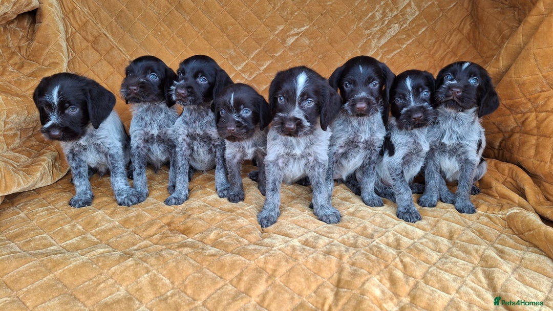 German Wirehaired Pointer dogs for sale: Quality German wirehaired pointer pups. - Image 4