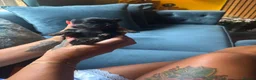 Chihuahua dogs for sale: 3 STUNNING LONGHAIRED MERLE CHIHUAHUAS  - Advert 6