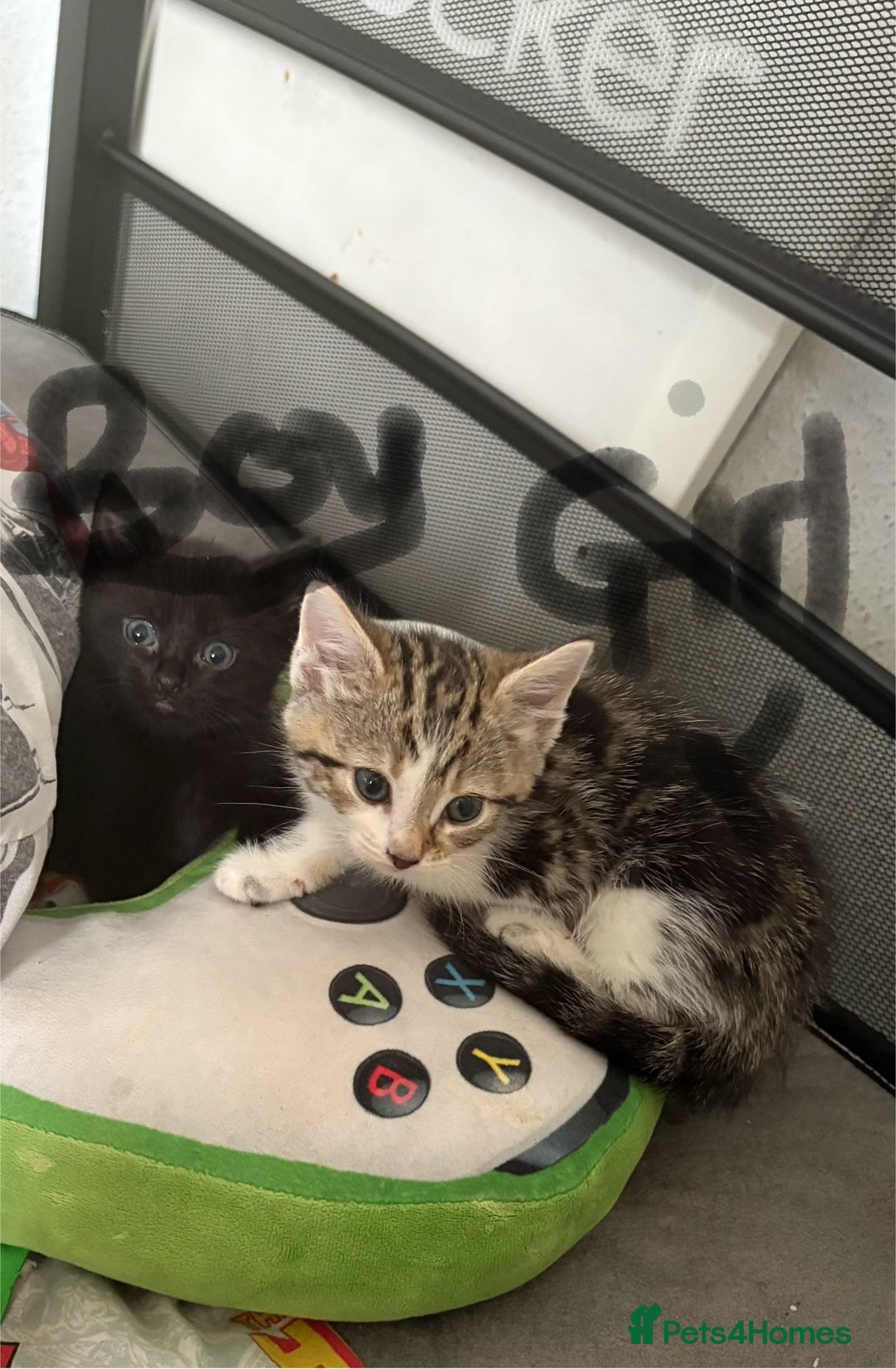 Mixed Breed cats for sale: Mixed kittens  - Image 2