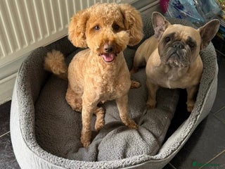 Mixed Breed dogs Froodle Puppies - Advert 6