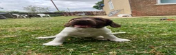 English Springer Spaniel dogs for sale: Gorgeous springer spaniel pups - Advert 4