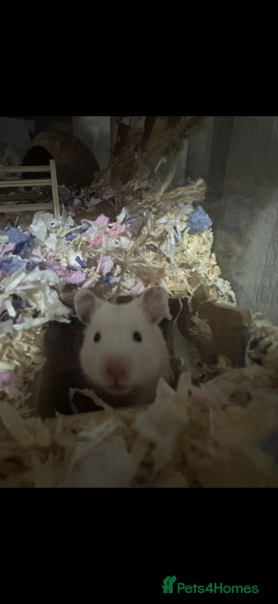 Hamster rodents for sale: WHITE SYRIAN HAMSTER FOR SALE in Hull - Advert 1