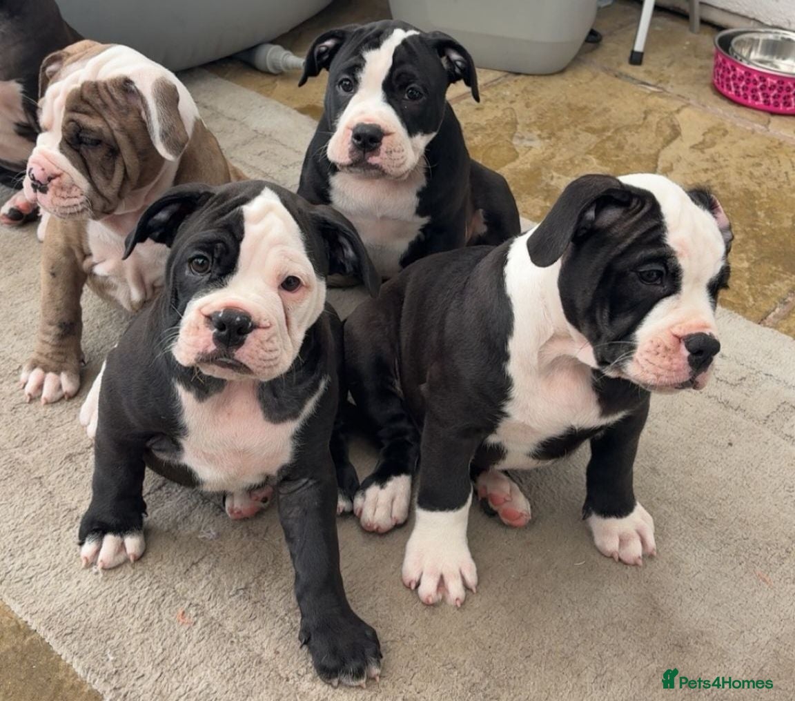 Mixed Breed dogs Olde English Bulldogg/ Alapaha bulldogg puppies  - Advert 18