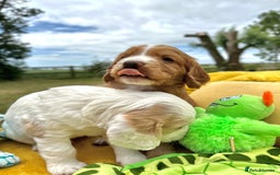 Cocker Spaniel dogs for sale: Farm Bred - Docked - Working Cocker Pups in Peterborough - Image 10