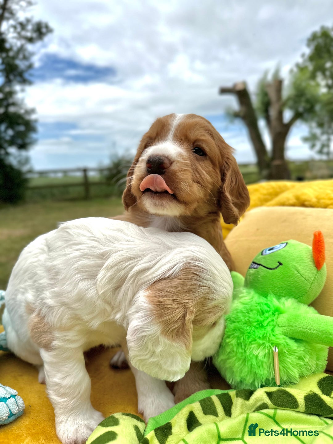 Cocker Spaniel dogs for sale: Farm Bred - Docked - Working Cocker Pups in Peterborough - Image 10