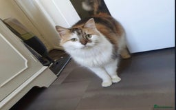British Longhair cats for sale: Female sisters 🐾 - Image 6