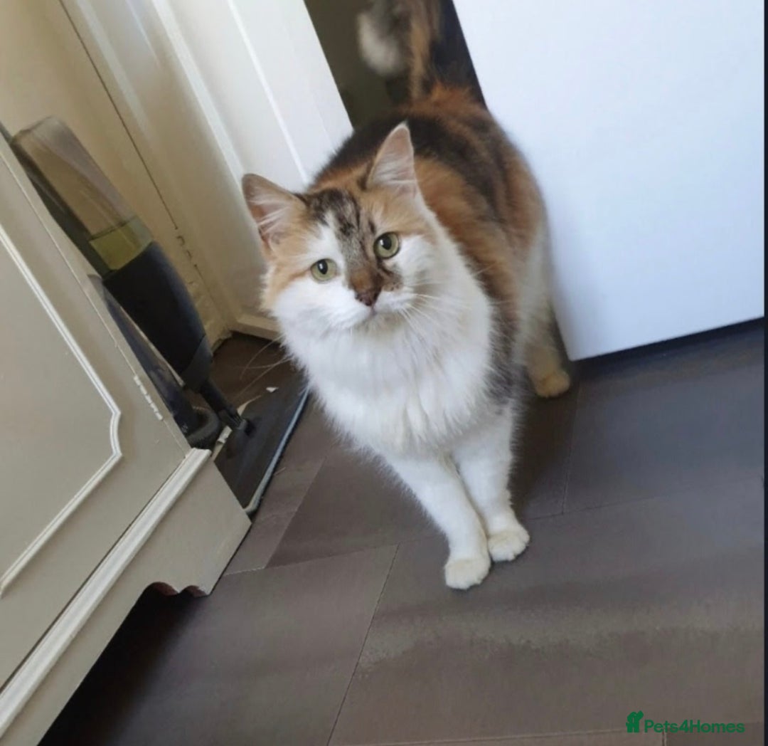British Longhair cats for sale: Female sisters 🐾 - Image 6