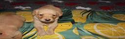 Labrador Retriever dogs for sale: Fox red/golden Labrador - Advert 5