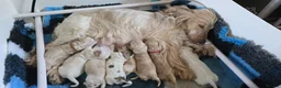 Cocker Spaniel dogs for sale: Pedigree Orange Roan and Golden Puppies - Advert 2