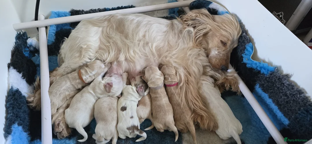 Cocker Spaniel dogs for sale: Pedigree Orange Roan and Golden Puppies - Advert 2