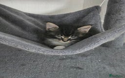 Maine Coon cats for sale: Gorgeous maincoon kittens - Image 12