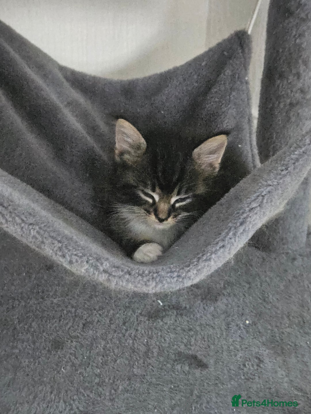 Maine Coon cats for sale: Gorgeous maincoon kittens - Image 12