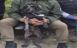 Poodle dogs for sale: Miniature silver poodle 3 years  - Advert 3