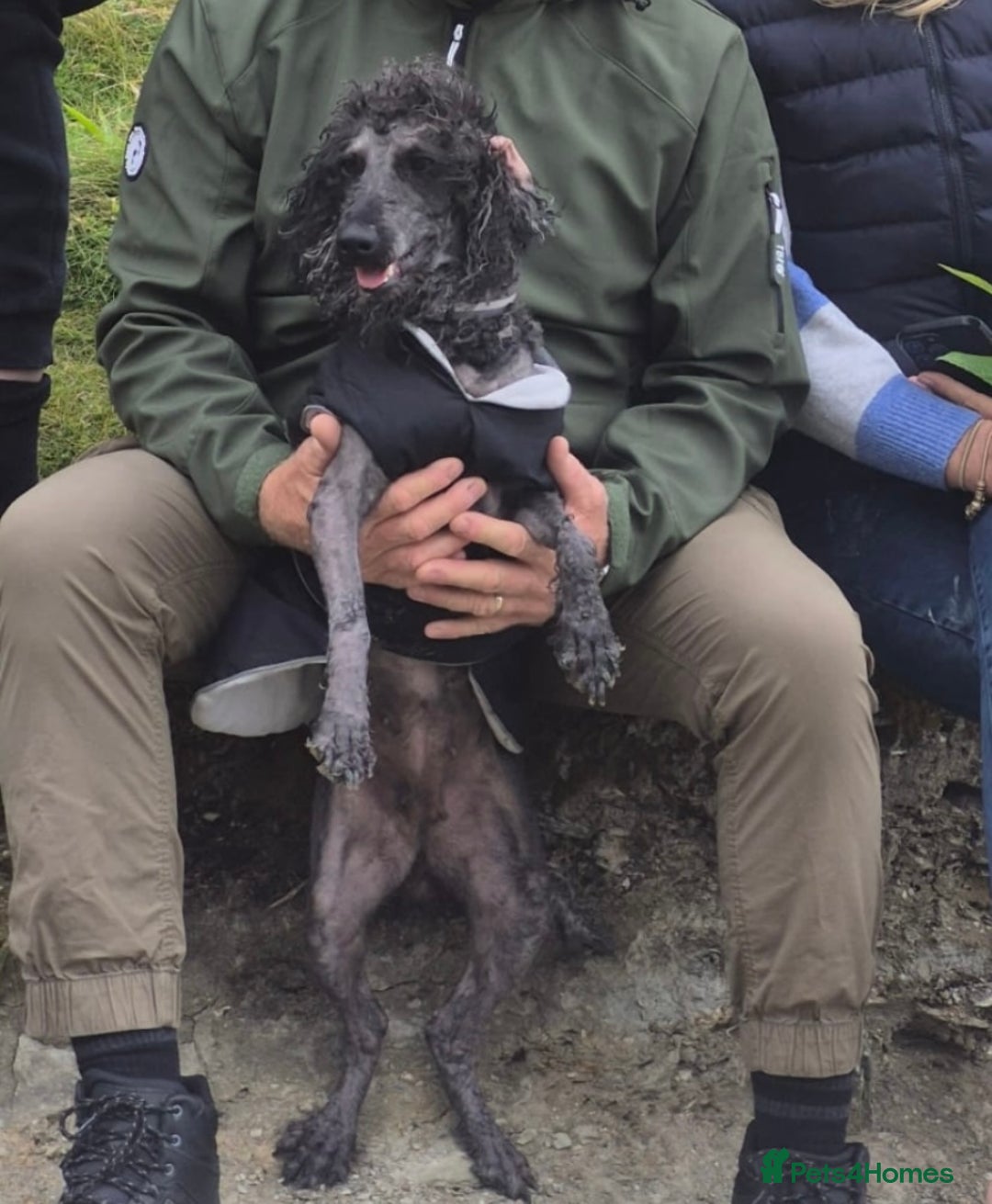 Poodle dogs for sale: Miniature silver poodle 3 years  - Advert 3