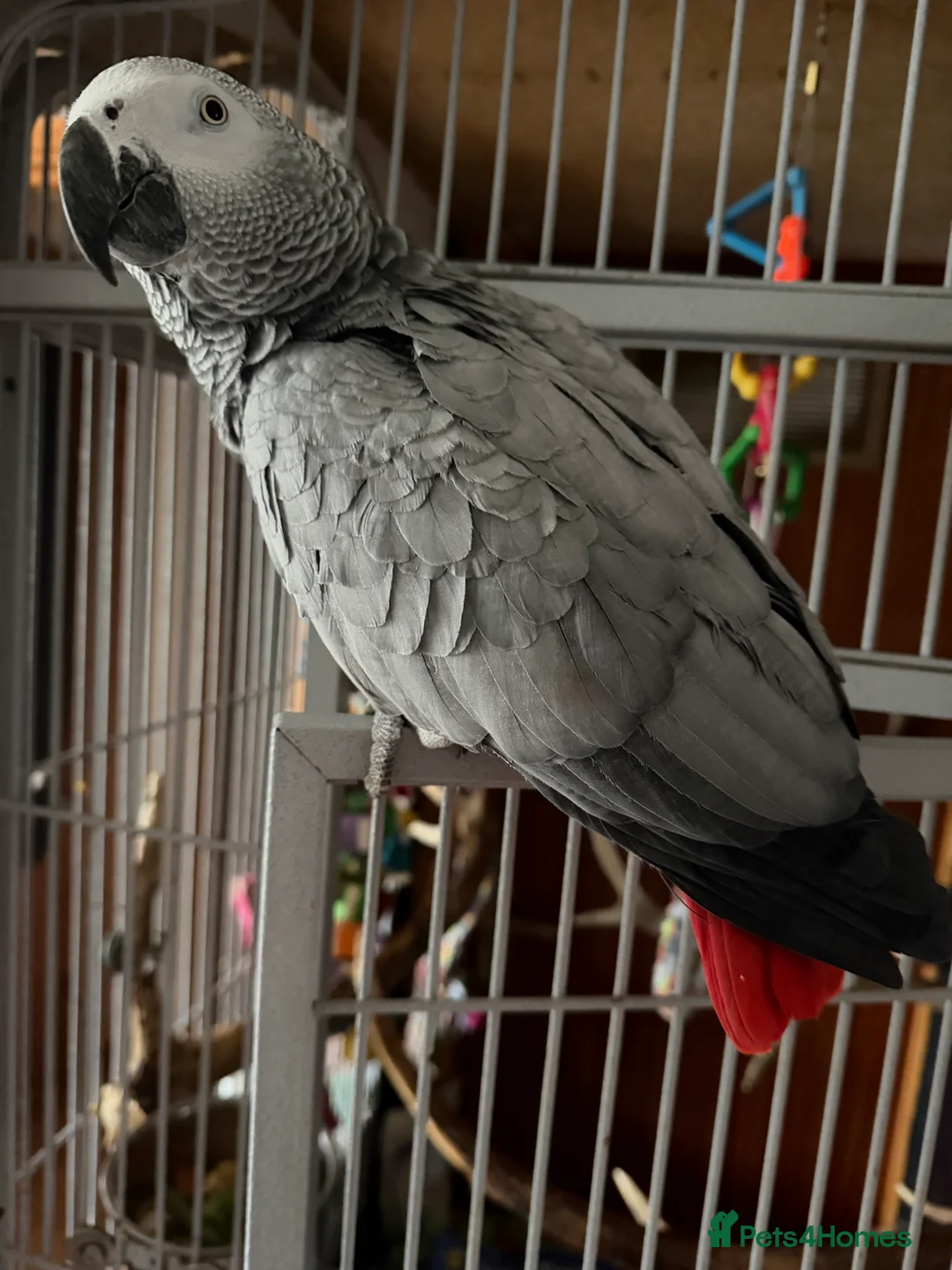 Parrots birds for sale: African grey parrot - Advert 6